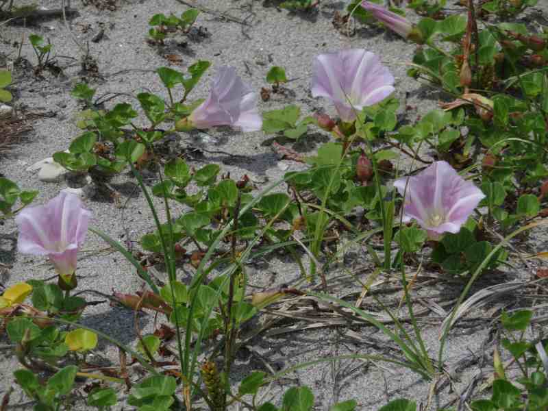 f:id:mannenNA:20211221175142j:plain