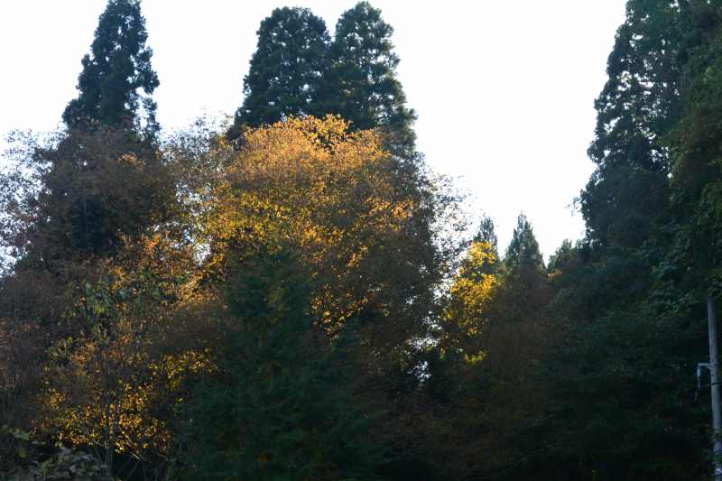 f:id:mannenNA:20211227200230j:plain