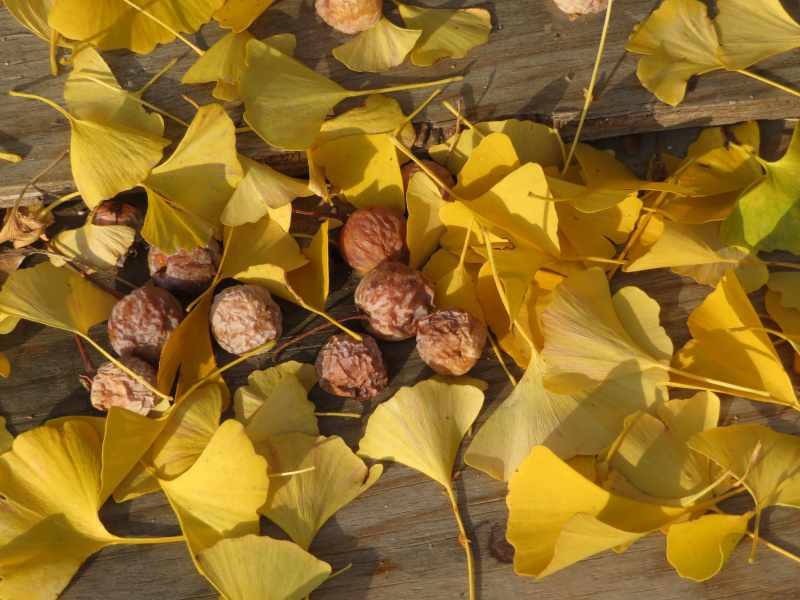 f:id:mannenNA:20211227201945j:plain