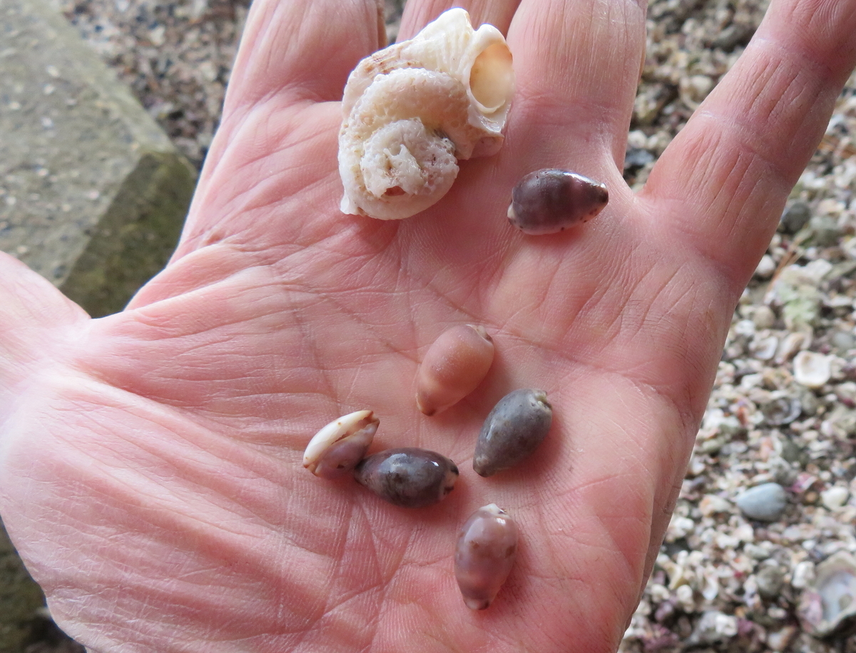 f:id:mannenNA:20211227202811j:plain