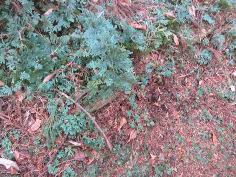 f:id:mannenNA:20220114214349j:plain