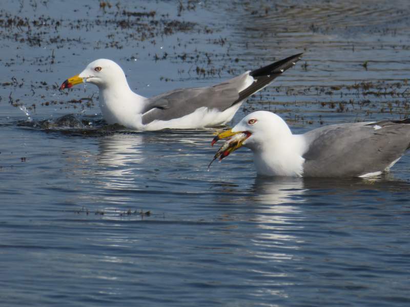 f:id:mannenNA:20220318194445j:plain