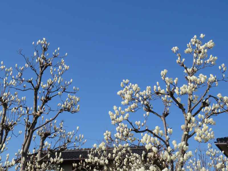 f:id:mannenNA:20220404201252j:plain