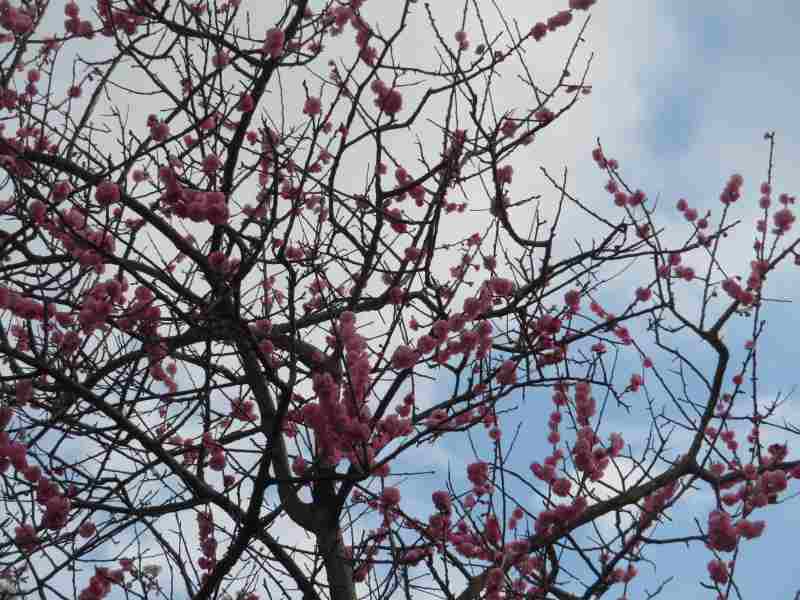 f:id:mannenNA:20220405200245j:plain