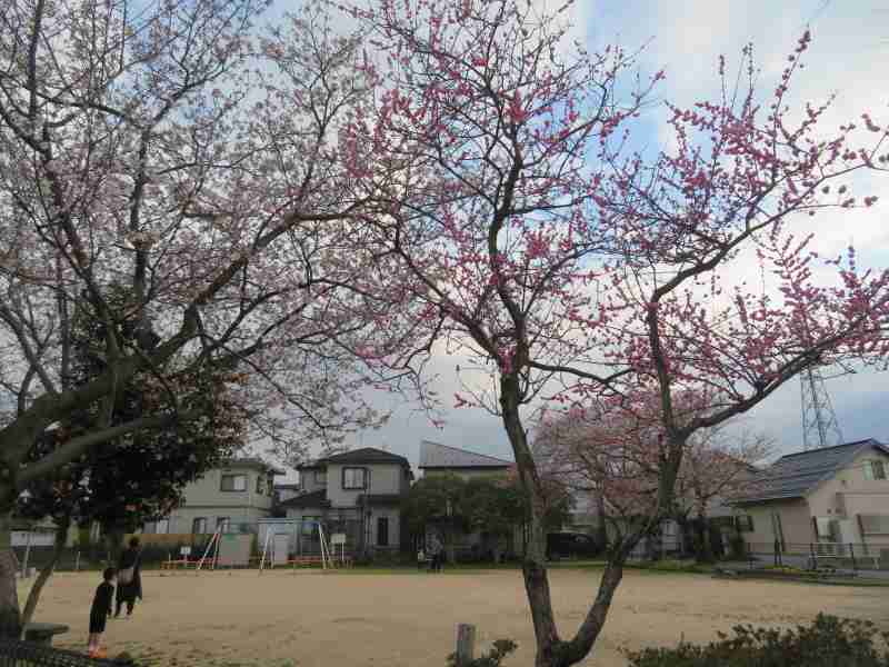 f:id:mannenNA:20220405200303j:plain