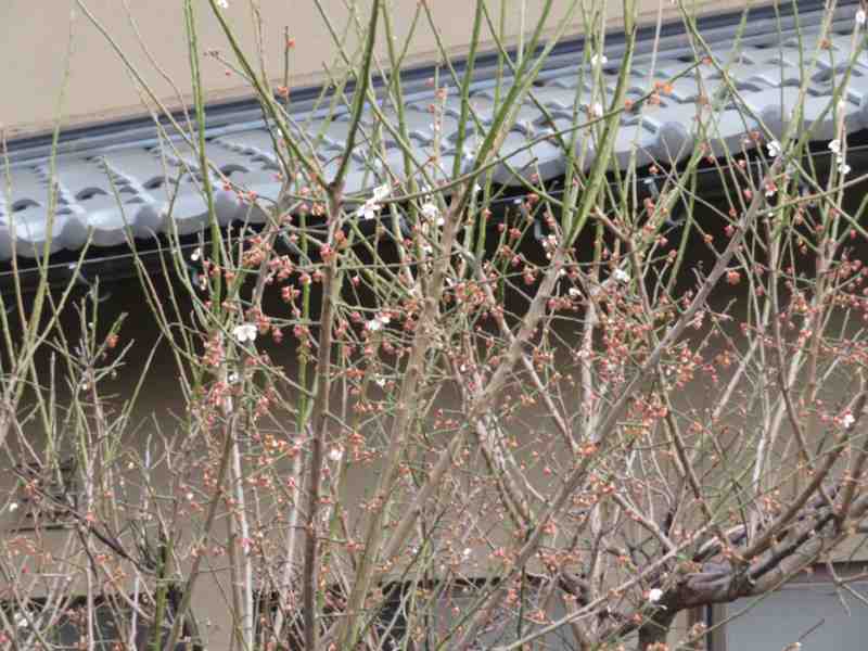 f:id:mannenNA:20220405200322j:plain