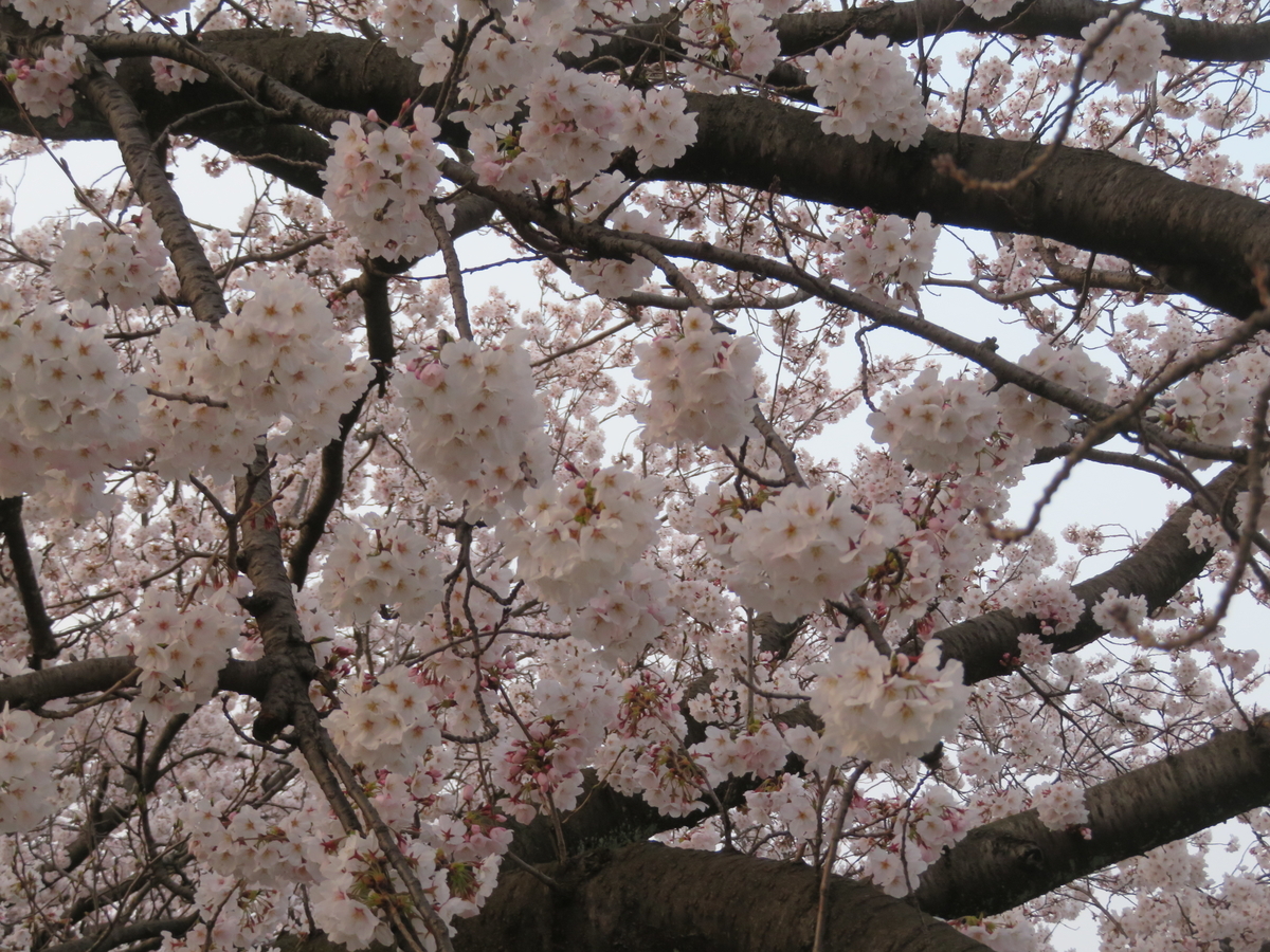 f:id:mannenNA:20220406204810j:plain