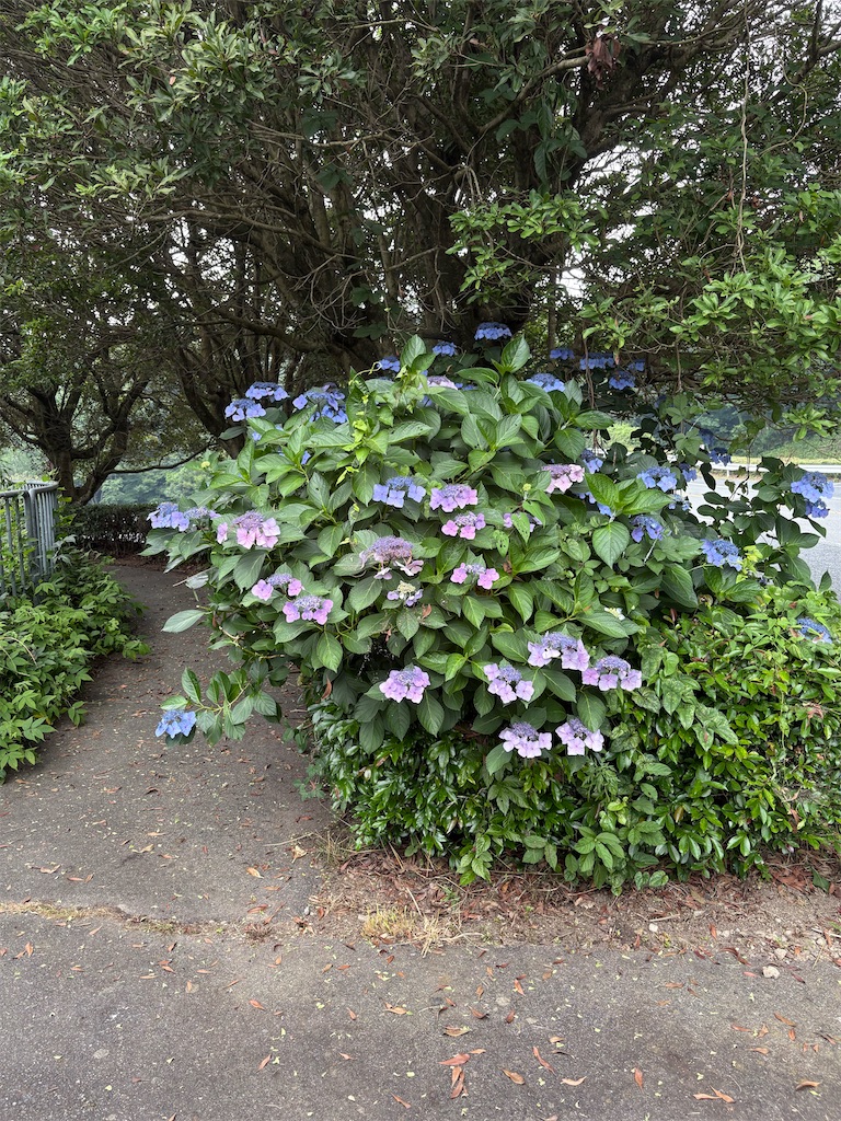 f:id:mannpomann:20250703140421j:image