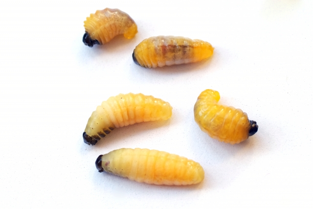 よく考えたら海老って虫みたいだけど みんな普通に食べてるよね 蟹やシャコも マノコラ よく考えたら海老って虫みたいだけど みんな普通に食べてるよね 蟹やシャコも マノコラ