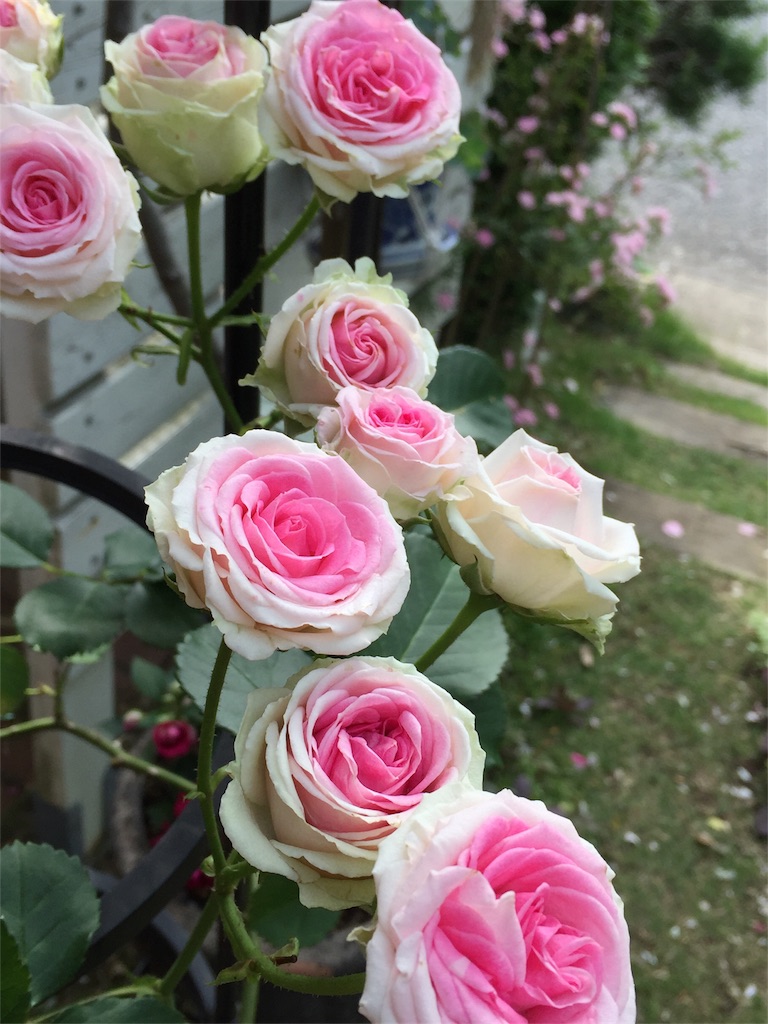 つるバラ ミミエデン Small Garden つるバラ ミミエデン Small Garden