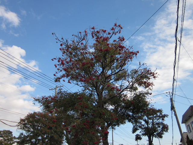 Img_0419 Img_0419
