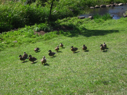 Img_5717 Img_5717