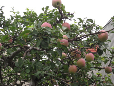 Img_7356 Img_7356