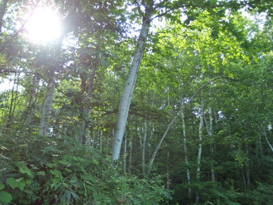 P7140162_s P7140162_s