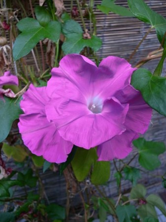 f:id:manrayist:20111029075901j:image