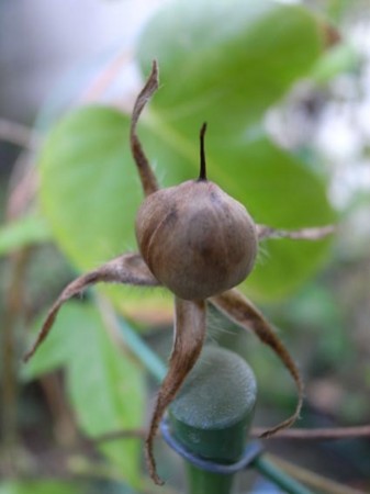 f:id:manrayist:20111029080507j:image