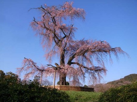 f:id:manrayist:20120407165233j:image