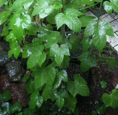 f:id:manrayist:20140810133934j:image
