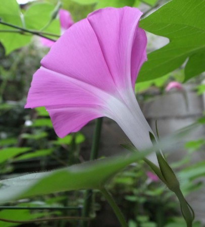 f:id:manrayist:20140811213801j:image