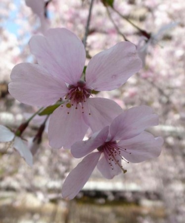 f:id:manrayist:20150402214851j:image