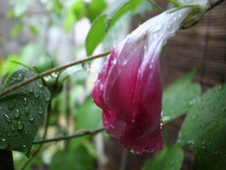 f:id:manrayist:20150717173213j:image