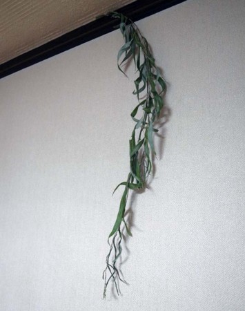 f:id:manrayist:20150730214618j:image f:id:manrayist:20150730214618j:image