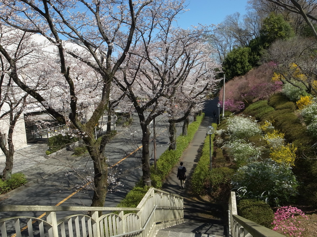 f:id:manrayist:20190406232835j:plain