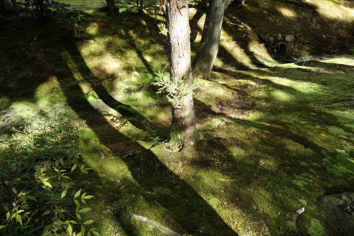 f:id:manrayist:20201110172533j:plain