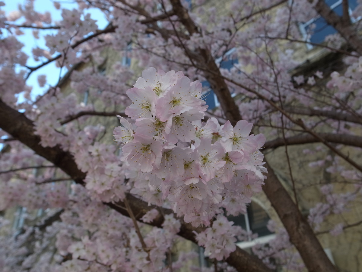f:id:manrayist:20210330220800j:plain