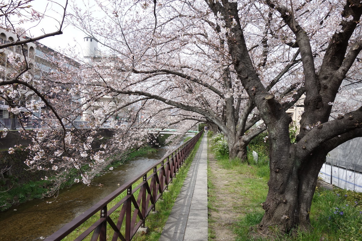 f:id:manrayist:20210330221146j:plain