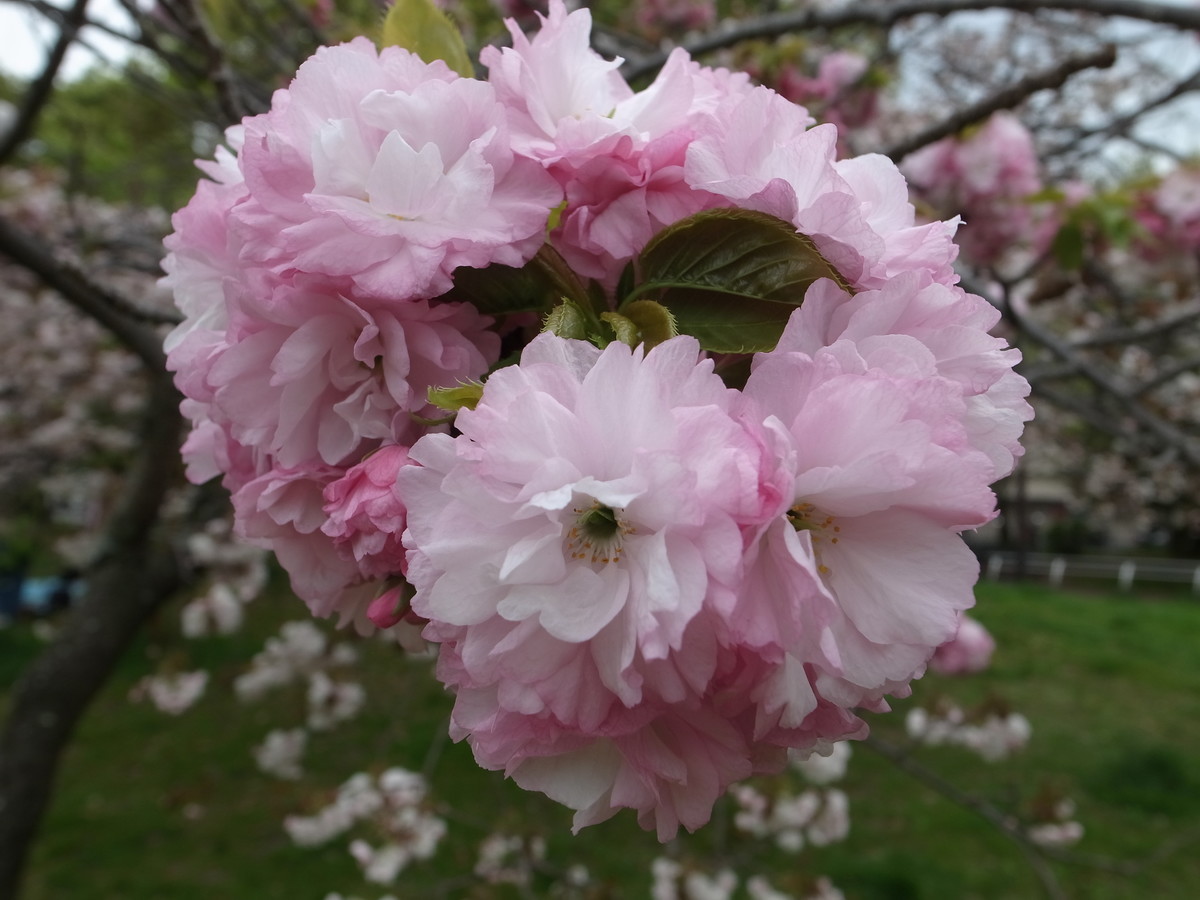 f:id:manrayist:20210404074110j:plain