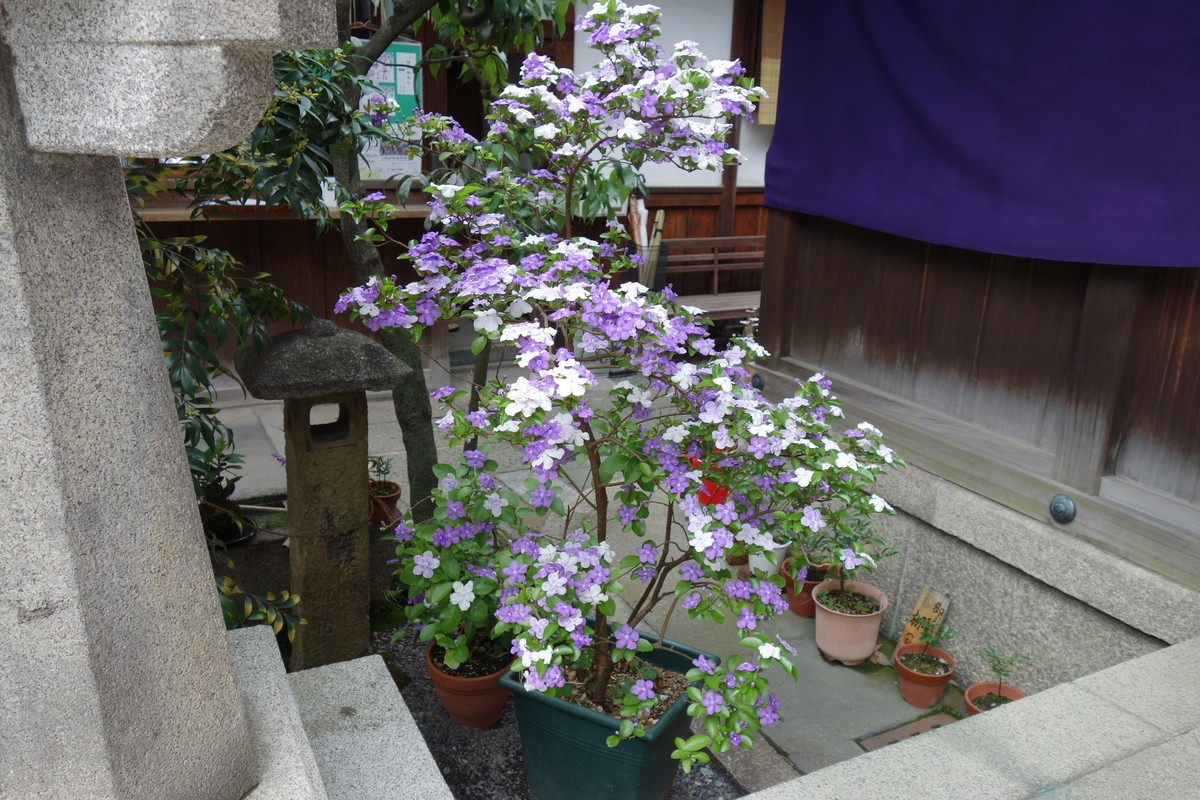 f:id:manrayist:20210515202943j:plain