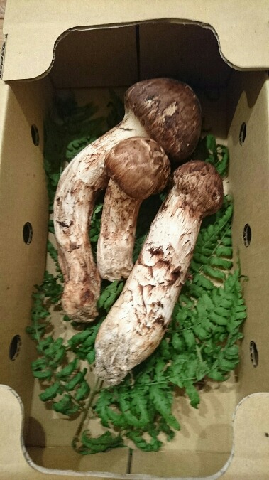 f:id:manrayn:20161012012857j:plain