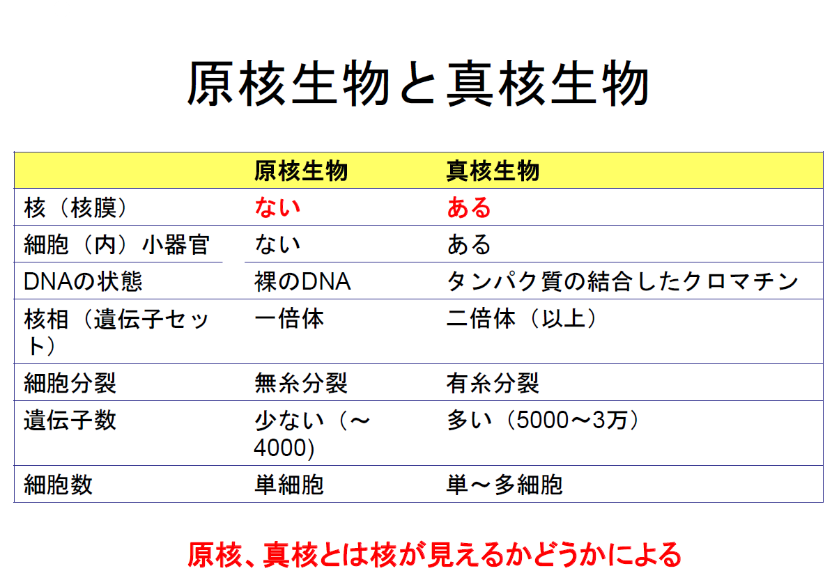 f:id:mansatsunikki:20200309230847p:plain