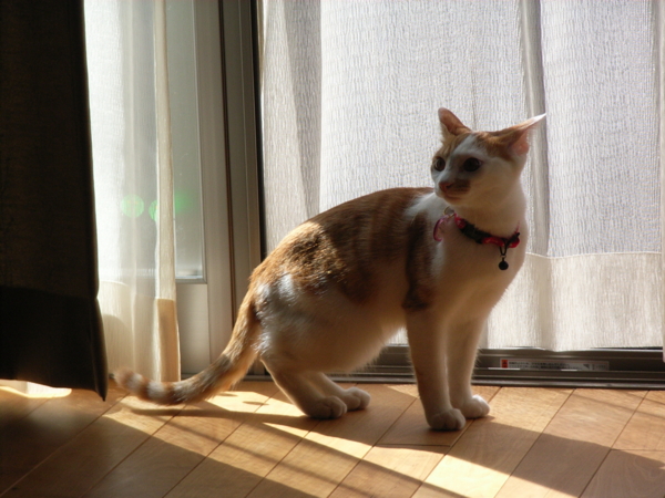 f:id:mansiz:20101011100650j:image