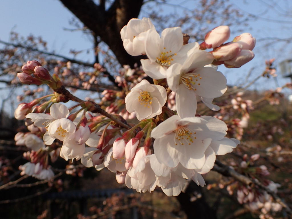 f:id:mantaro1026:20180325201939j:plain f:id:mantaro1026:20180325201939j:plain