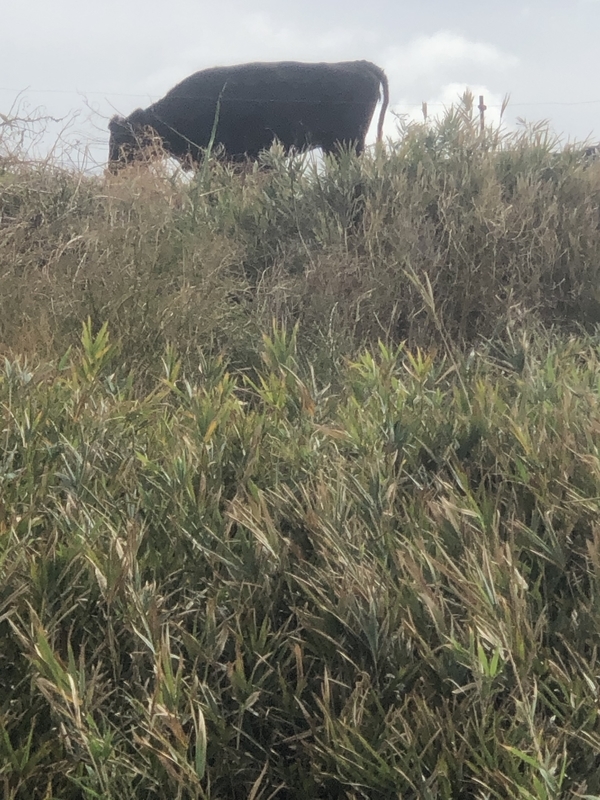 f:id:mantaro1026:20191022230148j:plain