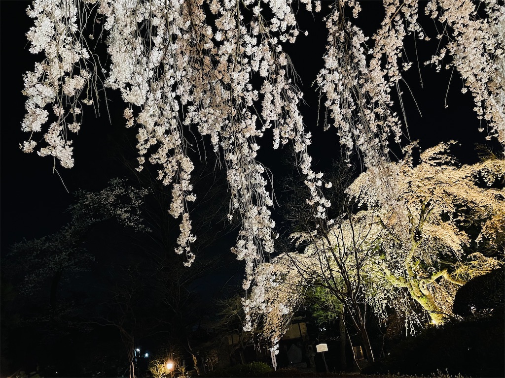 f:id:manyaa1219:20230320133501j:image