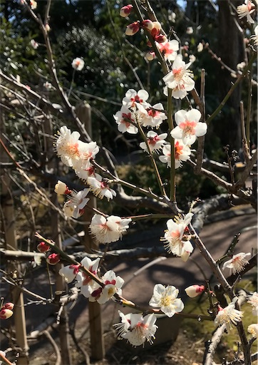 f:id:manyokusaki:20220218152122j:image f:id:manyokusaki:20220218152122j:image