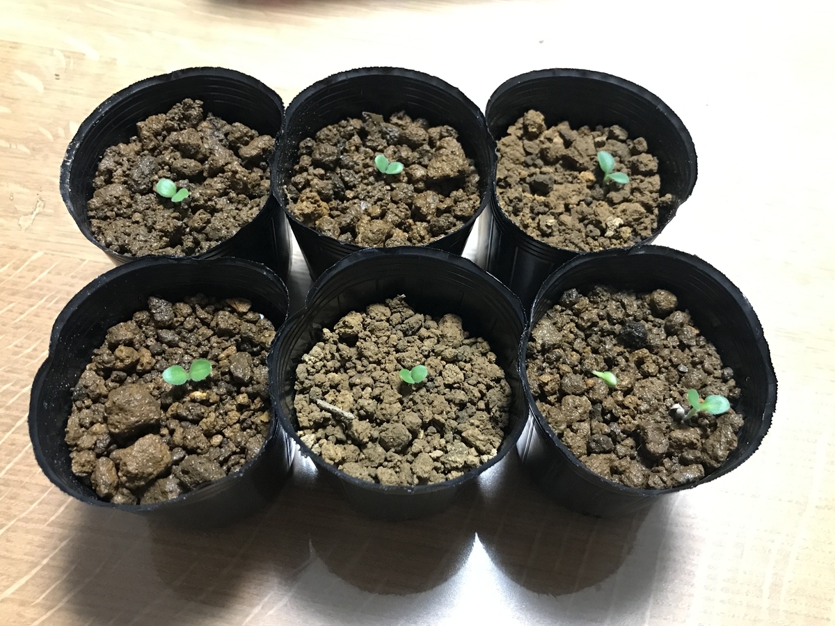 紫草の発芽過程 万葉草ファーム