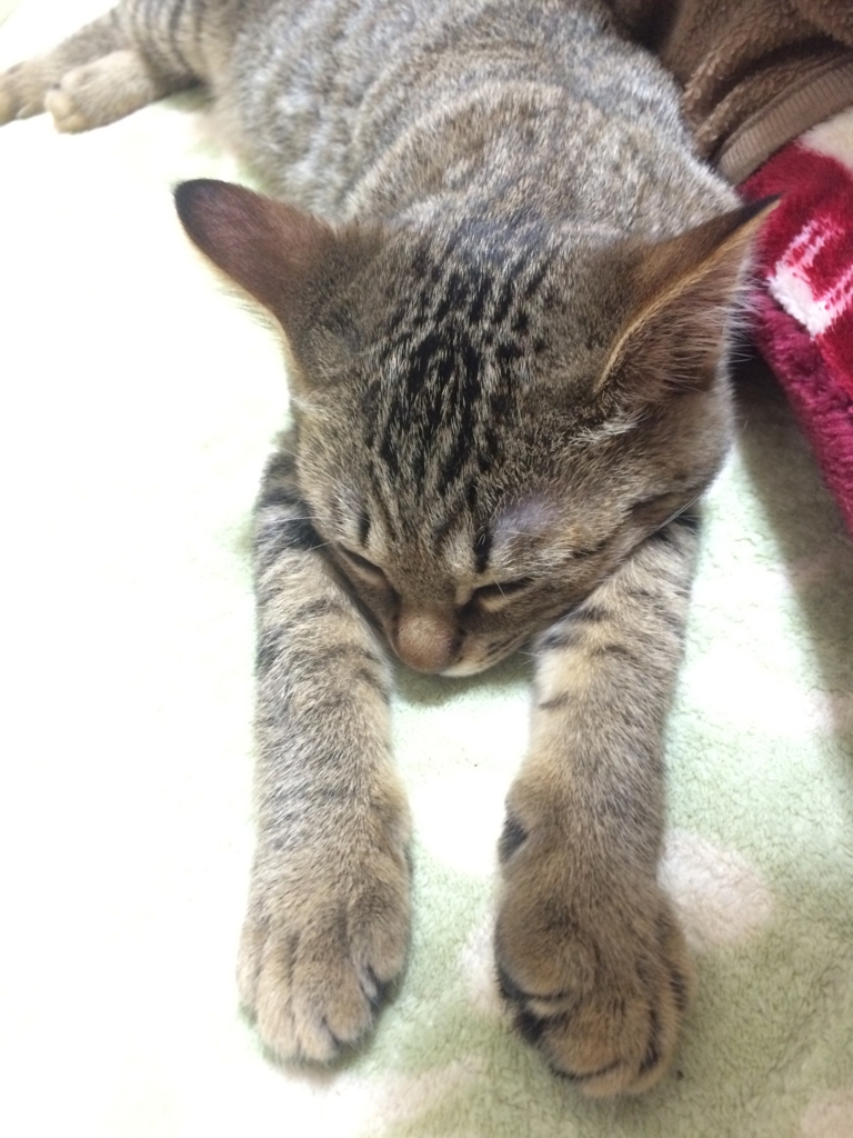 f:id:mao_unc:20160415182908j:plain