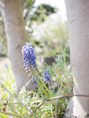 f:id:maocco:20110501235713j:image