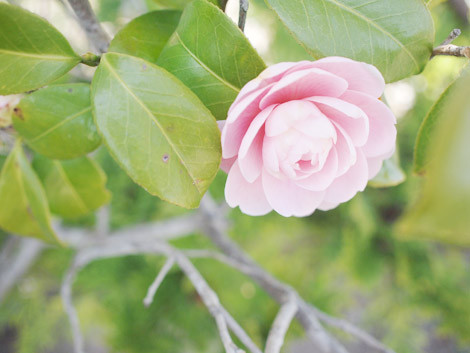 f:id:maocco:20110501235714j:image