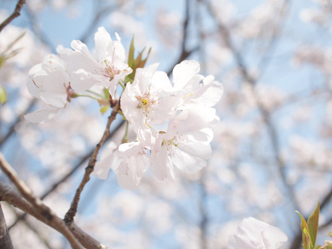 f:id:maocco:20110501235715j:image