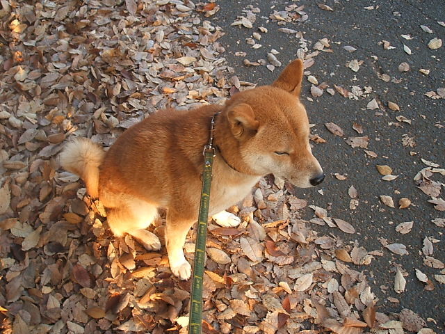f:id:maonima:20070502012918j:plain f:id:maonima:20070502012918j:plain