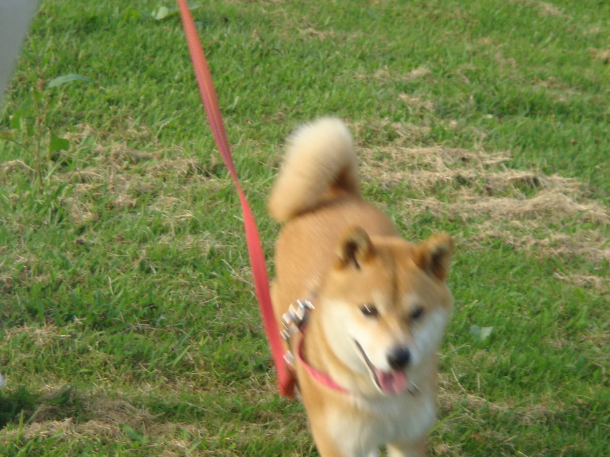 f:id:maonima:20090825170544j:plain