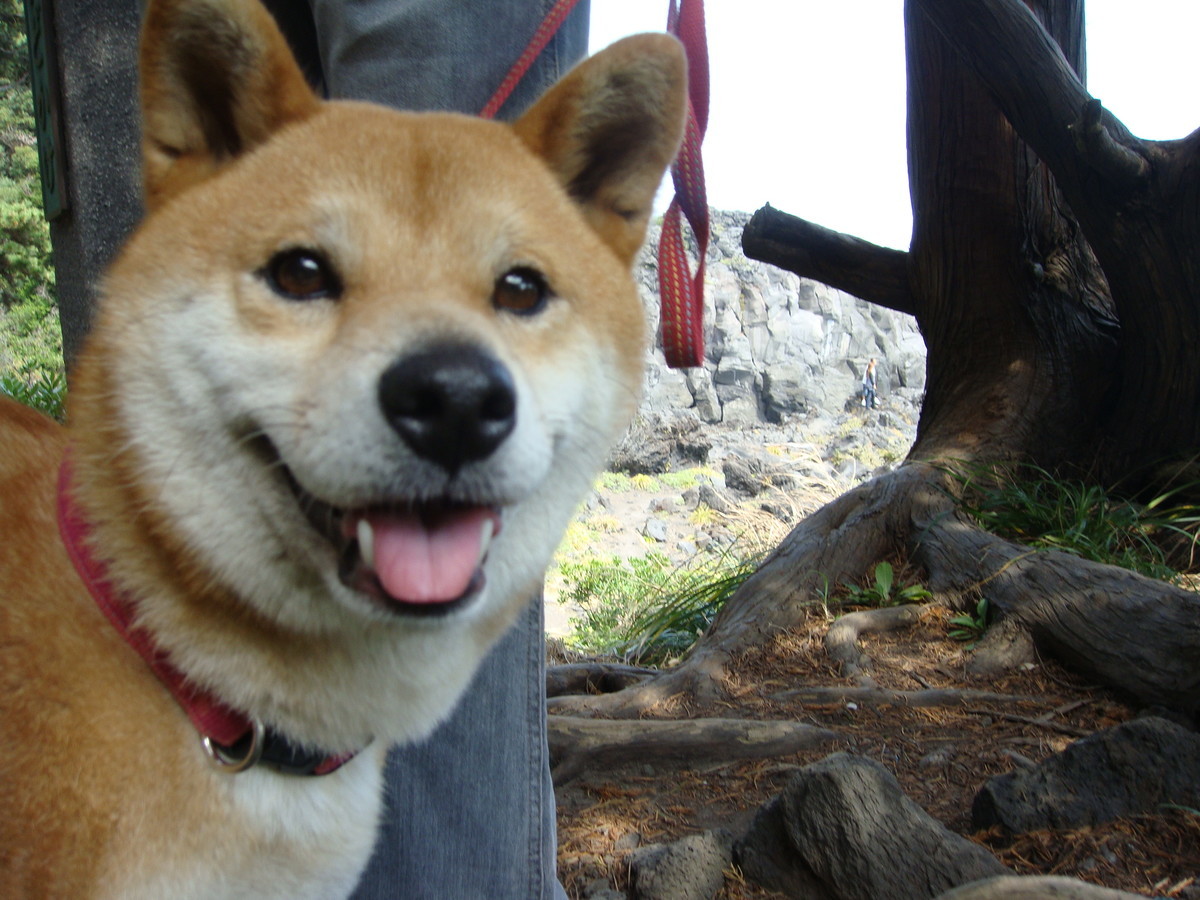 f:id:maonima:20090926111323j:plain