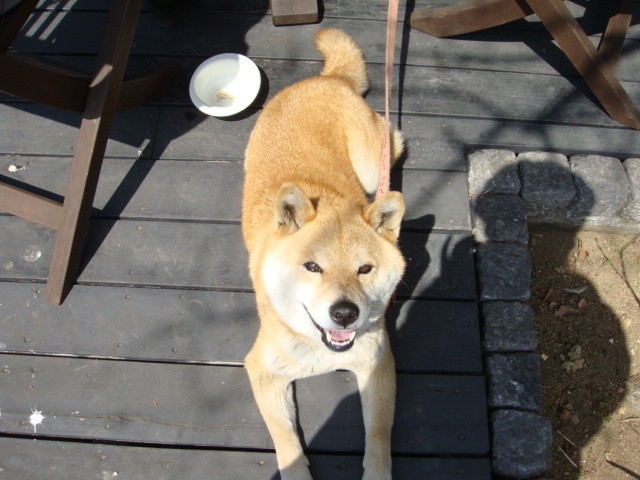 f:id:maonima:20110404105440j:plain