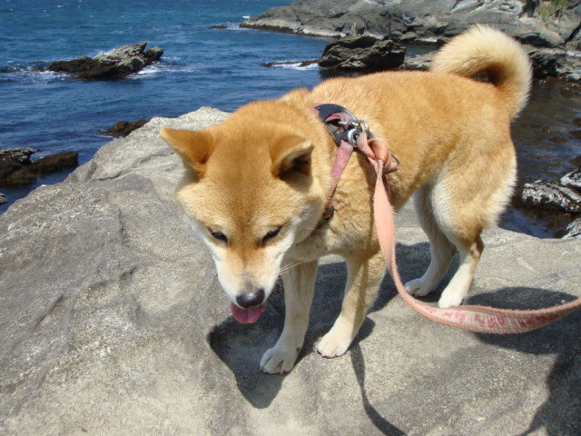 f:id:maonima:20110404114601j:plain
