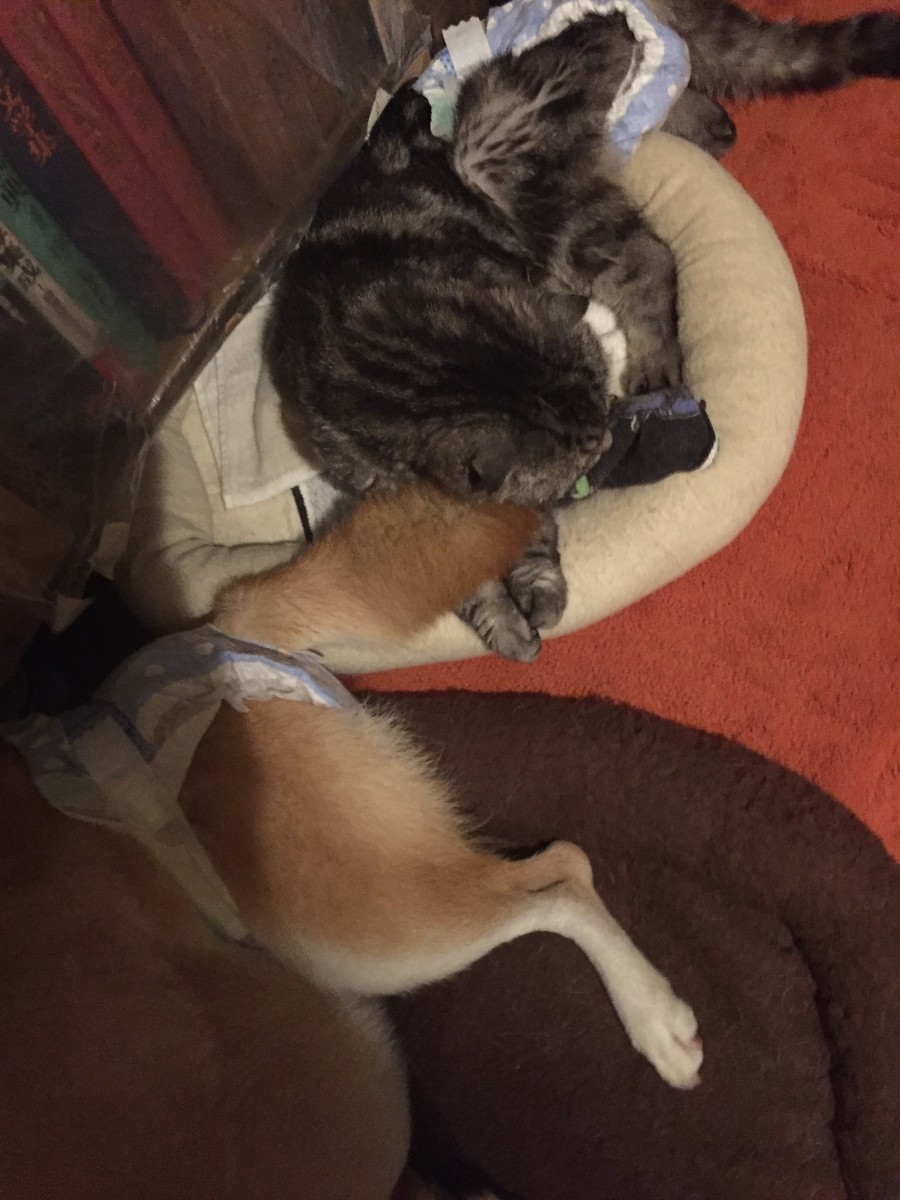 f:id:maonima:20190802004257j:plain